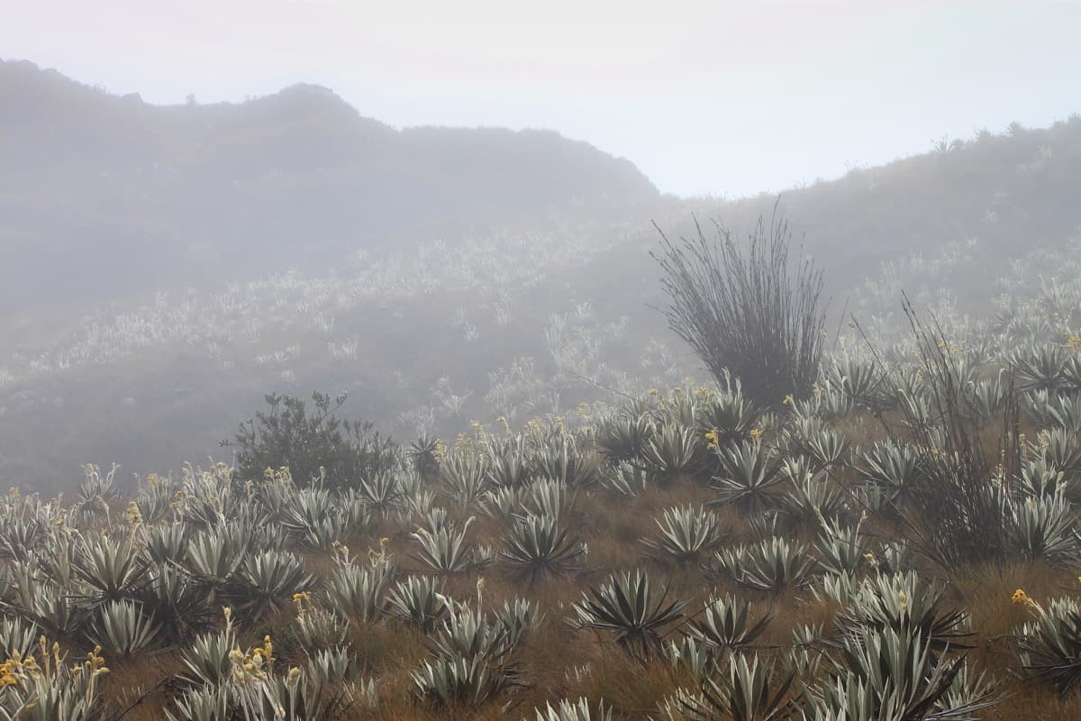 Parque Nacional Natural Chingaza